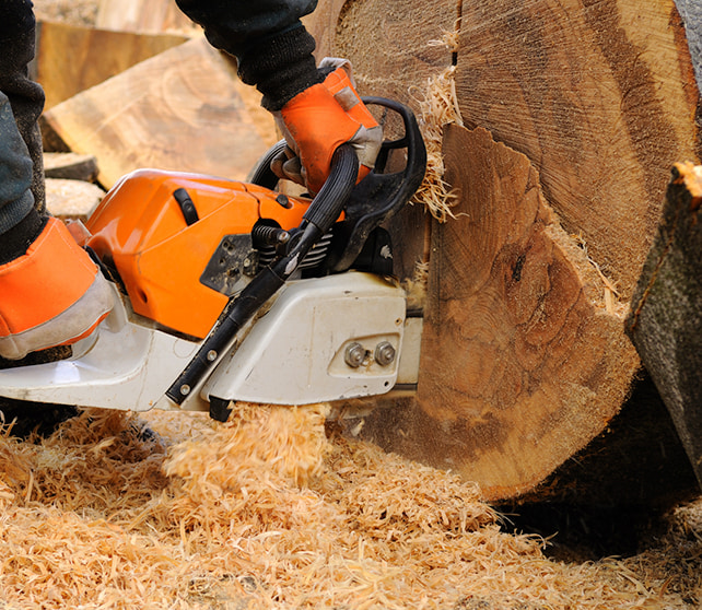 Professional Tree Care Services with T&S Tree Care