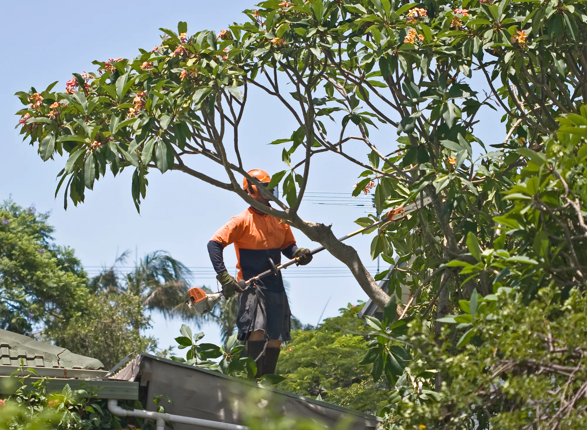 Why Trust Us to Bring Expertise and Care to Your Trees?