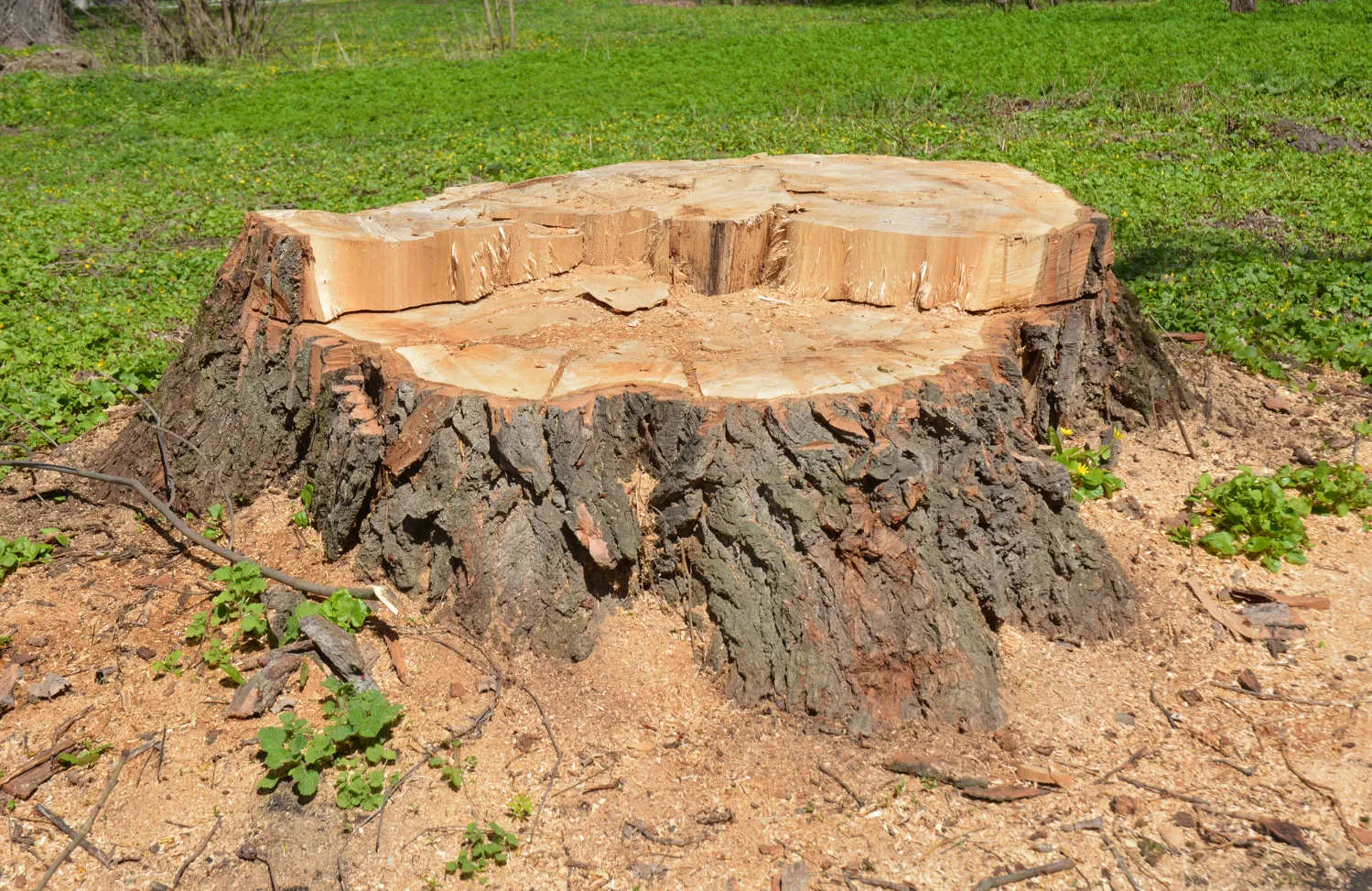 OUR PROFESSIONAL STUMP GRINDING SERVICES IN LONDON