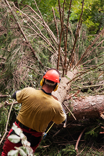 TREE<br> FELLING