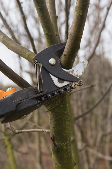 TREE<br> PRUNING
