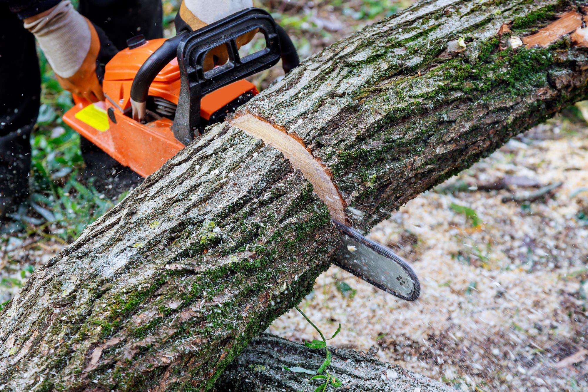 Tree Felling